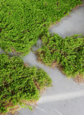 苔藓皮苔藓块青苔植绒摆件软装造景假山草皮草坪毛石头仿真苔藓块