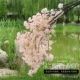 Hanglan Cherry Blossom Champagne Color