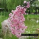 Hanglan Cherry Blossom Pink