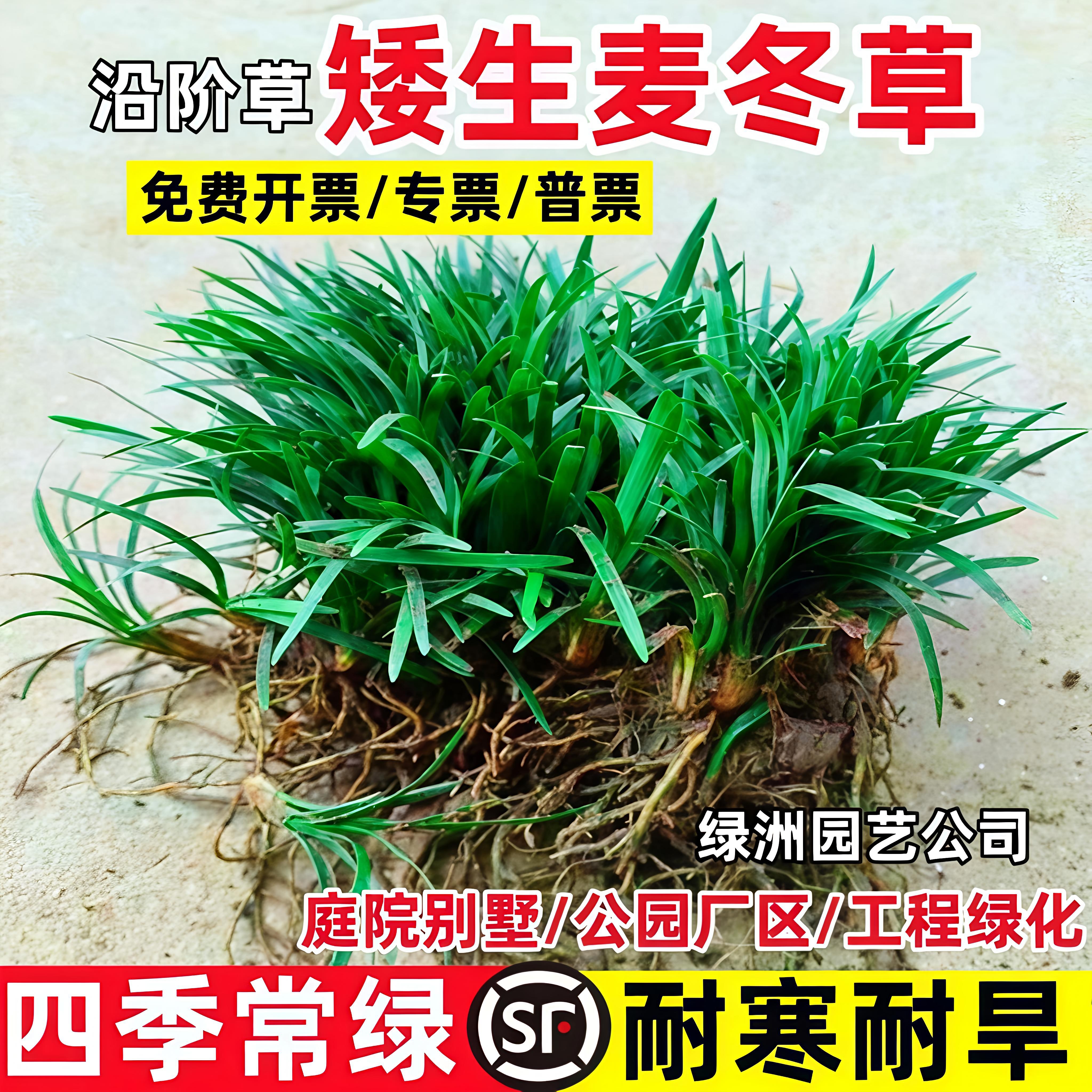 矮麦冬草苗玉龙草庭院四季常青