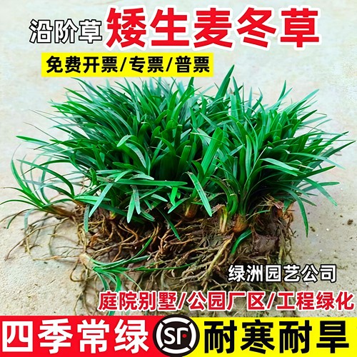 矮麦冬草苗玉龙草庭院四季常青