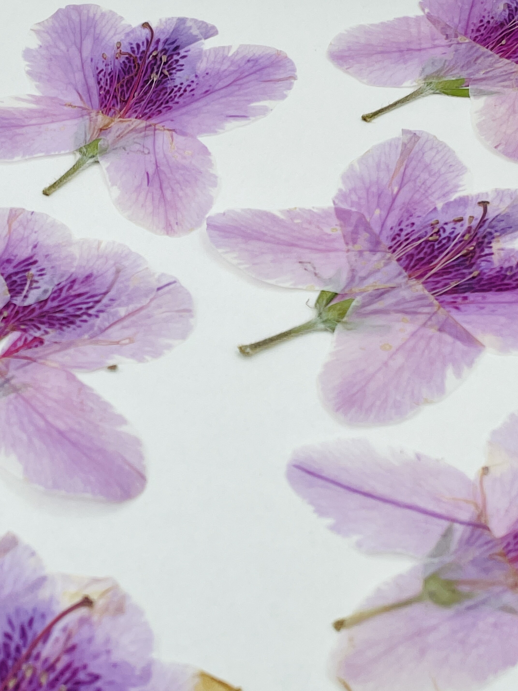 压花台灯花材押花团扇杜鹃花 映山红pressed flowers幹花押し花