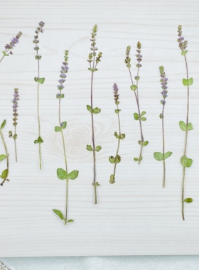聪明谷手工教室节节菜压花干花