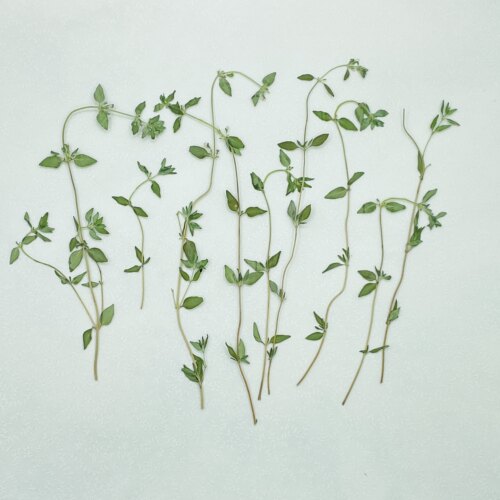 百里香干花聪明谷手工教室真花