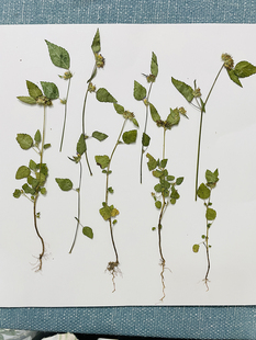 马松子创意压花干花手工植物标本滴胶押花真花贴画花瓣妆材料包