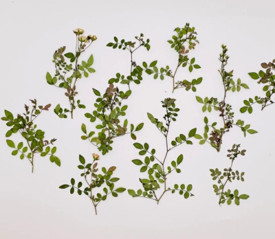 花未落INS风森系干花压花