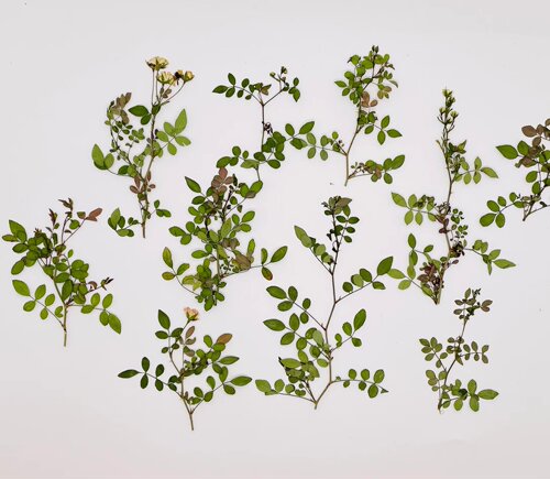 花未落INS风森系干花压花