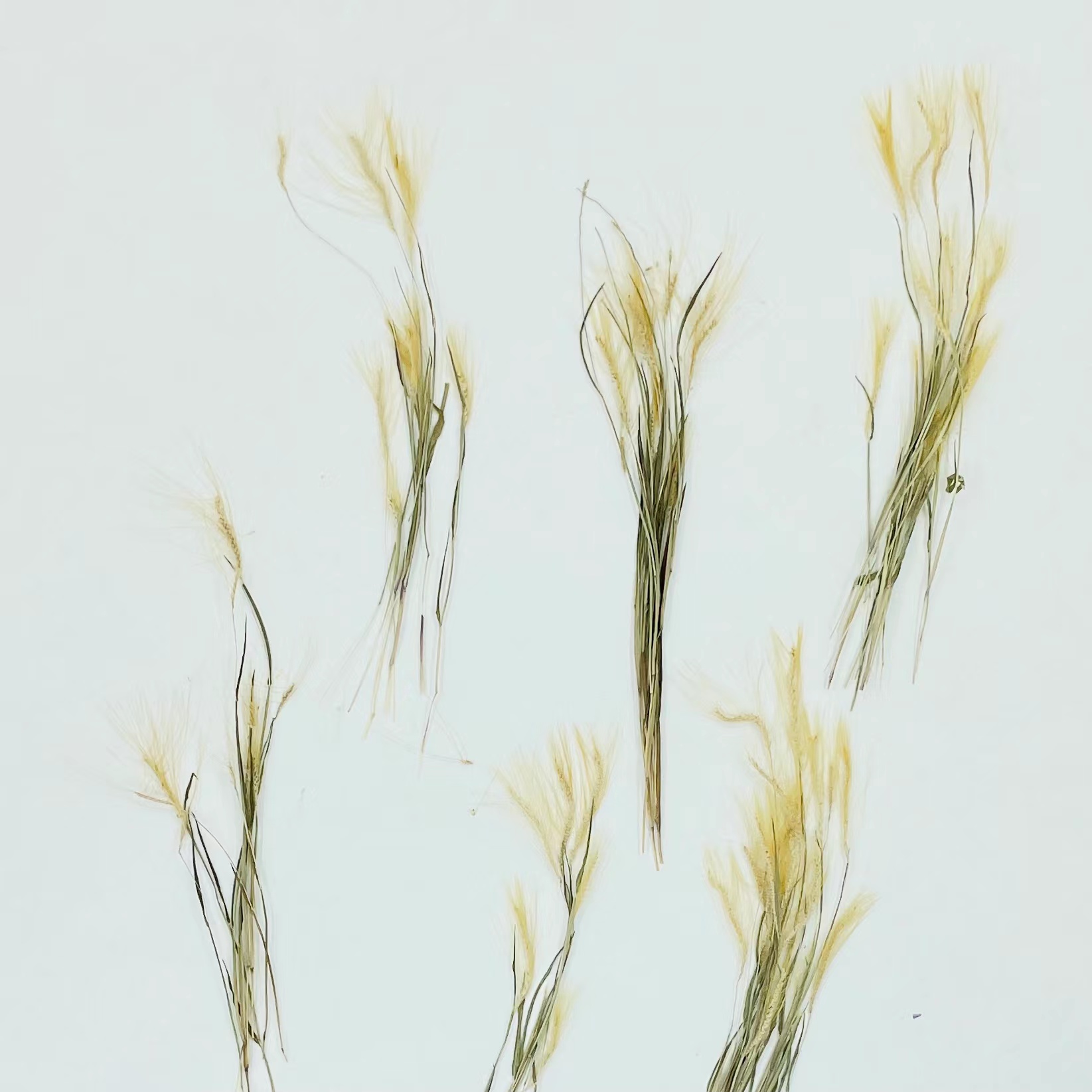 笔仔草竹篙草真花干花