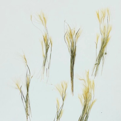 笔仔草竹篙草真花干花