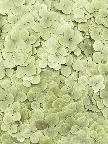 聪明谷手工教室干花莫奈绣球