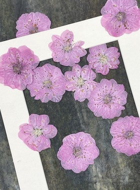 本色粉紫色桃花干花押花儿童手工植物标本手作滴胶创意压花贴画花