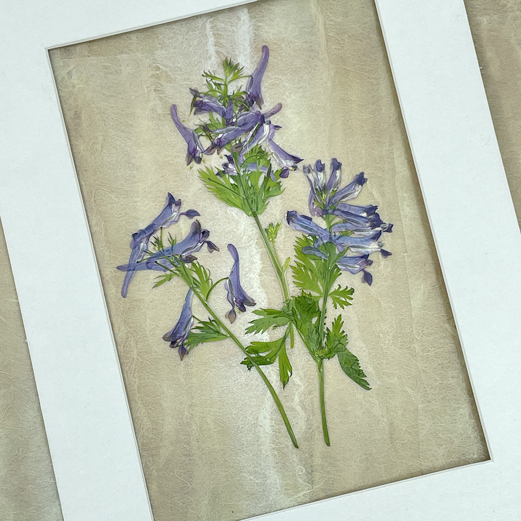 花未落紫堇干花标本DIY 压花画台灯资材蜡烛香皂滴胶花材团扇押花 - 实物图