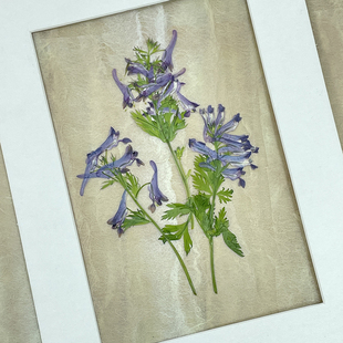 花未落紫堇干花标本DIY 压花画台灯资材蜡烛香皂滴胶花材团扇押花