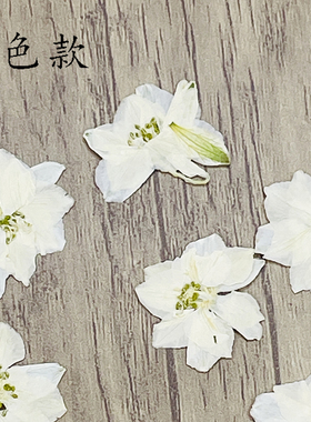 INS风森系干花压花花未落