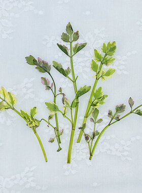 聪明谷手工教室花叶芹压花书签