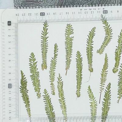 花未落INS风森系干花压花