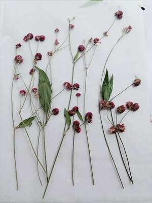 聪明谷手工教室迷你千日红干花