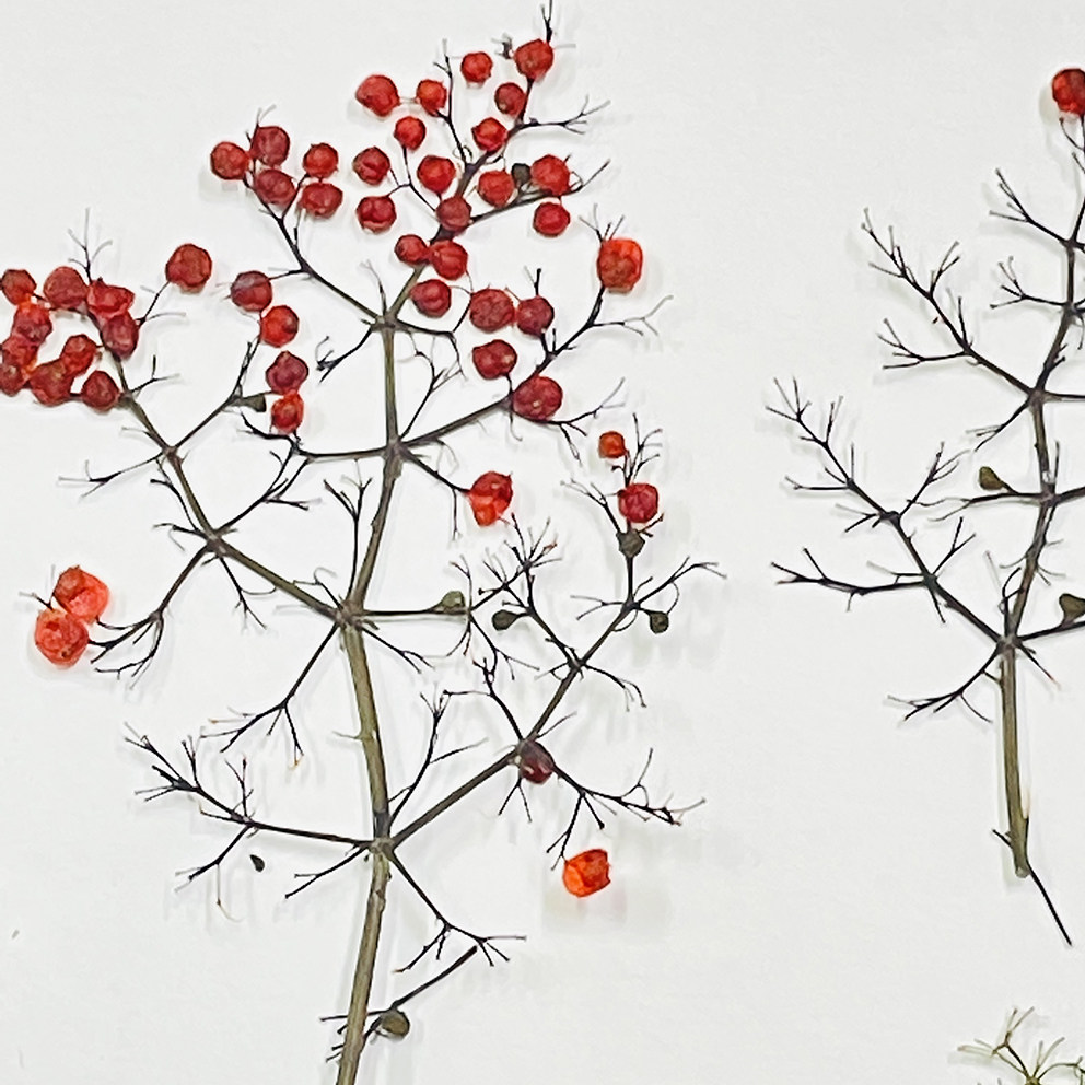 接骨木果子干花包押花包儿童手工植物标本滴胶押花压花贴画花瓣妆