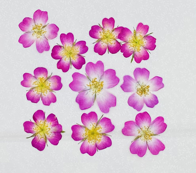 迷你玫瑰真花干花押花台灯材料