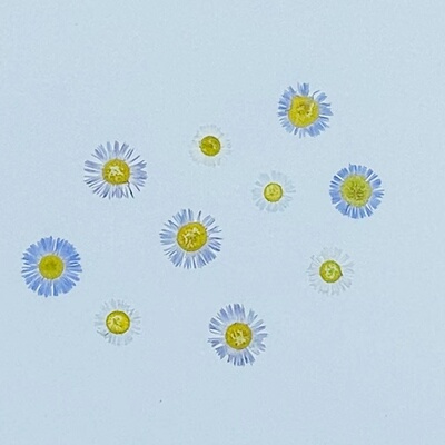 花伴礼INS风森系干花压花