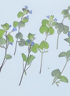活血干花聪明谷手工教室