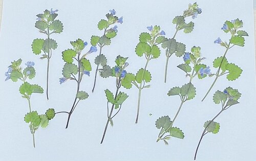 活血干花聪明谷手工教室