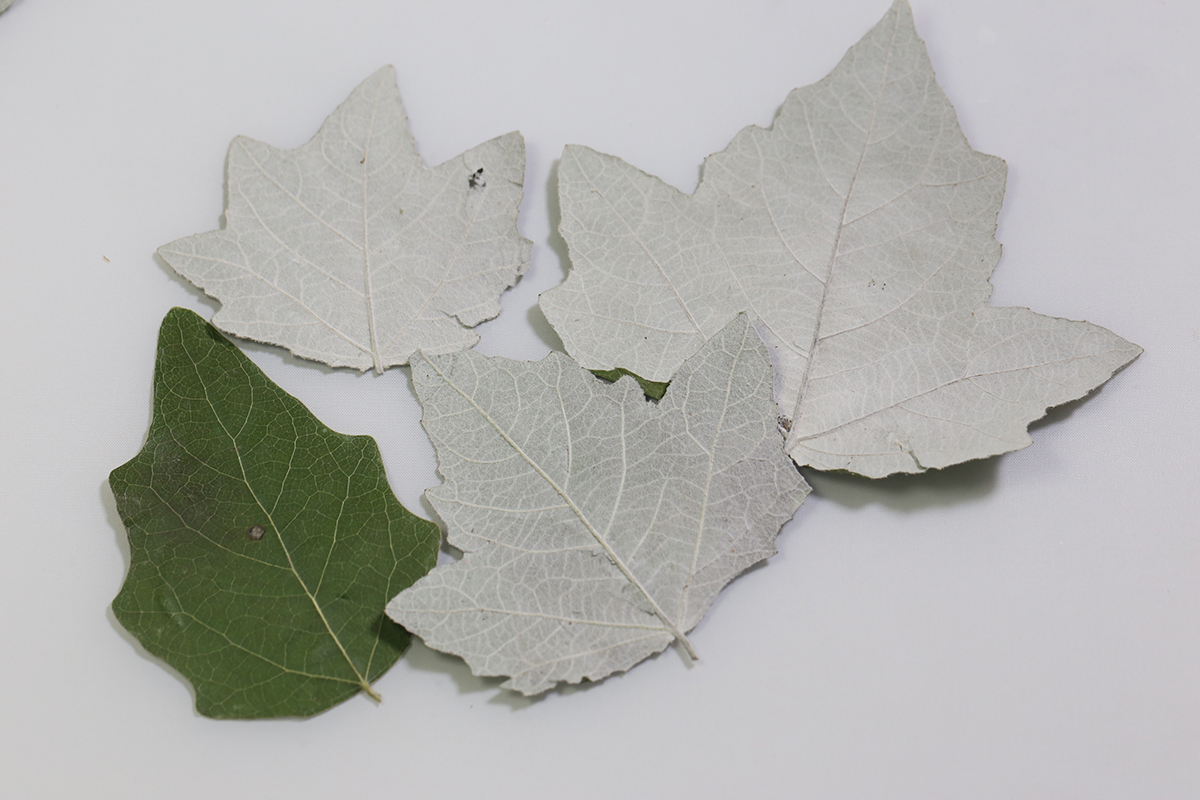 杨树叶片花未落精品森系干花压花