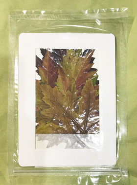 聪明谷手工教室INS风压花干花