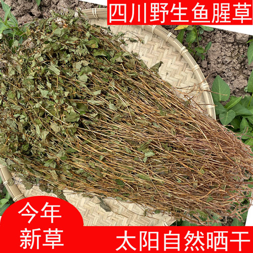 野生鱼腥草农家折耳根干货