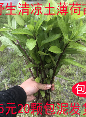 清凉野生土薄荷种苗盆栽可食用植物阳台室内新鲜迷迭香驱蚊草清新