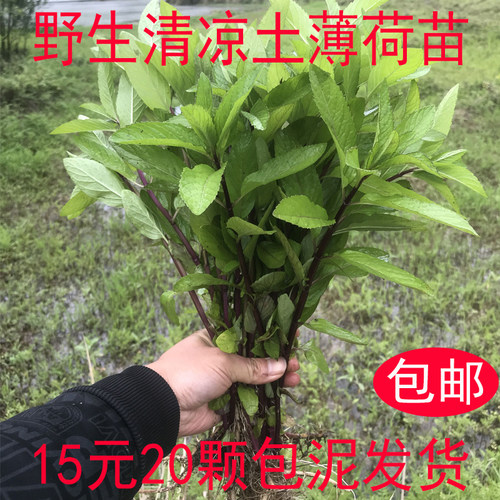 清凉野生土薄荷种苗盆栽可食用植物阳台室内新鲜迷迭香驱蚊草清新