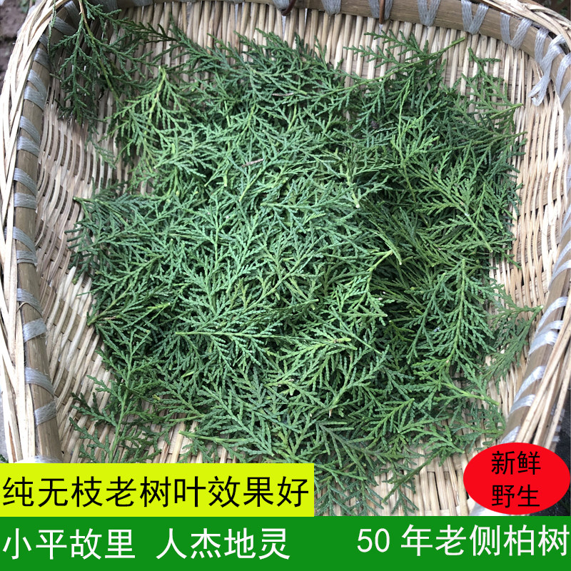 野生新鲜纯叶生发增发泡酒侧柏叶