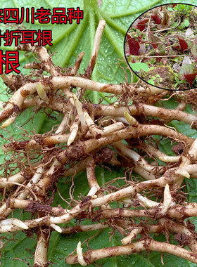 野生鱼腥草正宗四川野生