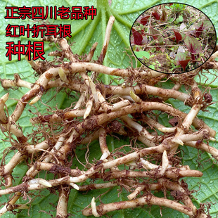 四川红色野生折耳根种籽新鲜鱼腥草种根盆栽带泥老根苗云贵川特产
