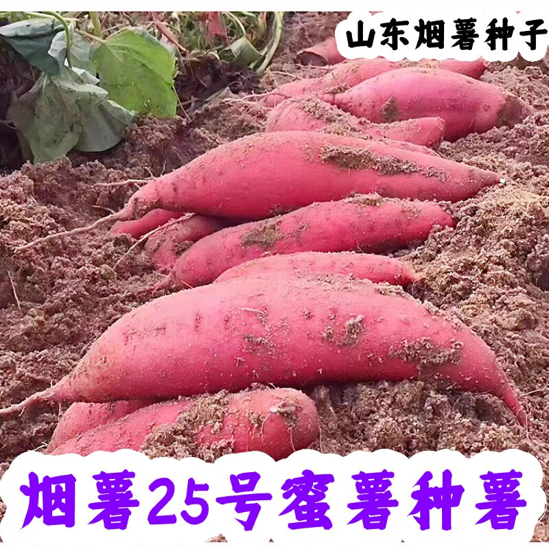 山东农科院烟薯25号薯种育苗专用正宗蜜薯种子红心地瓜种番薯种子