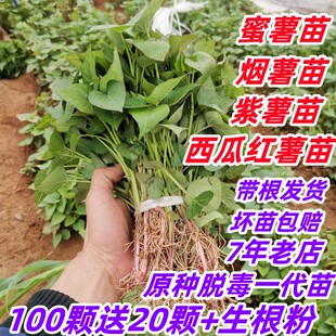 红薯苗蜜薯苗板栗薯苗烟薯苗西瓜红薯苗红瑶苗哈蜜苗秧红薯种植苗