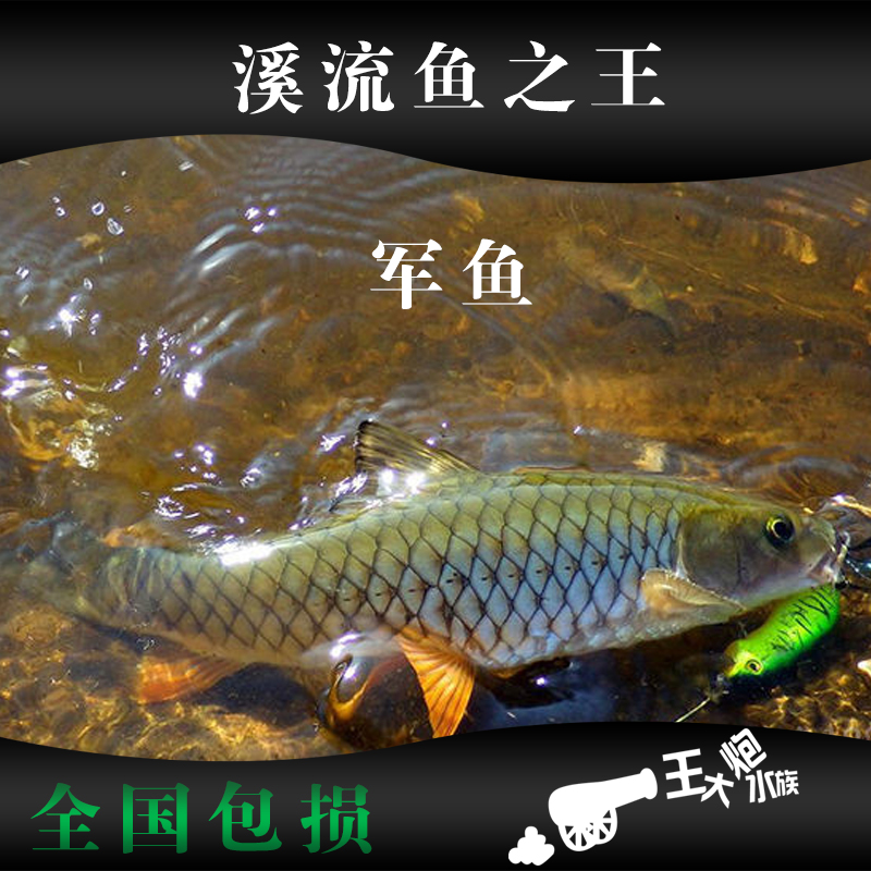 光倒刺鲃军鱼清波鱼青棍鱼黄娟鱼冷水鱼原生鱼活体猛鱼观赏鱼包活
