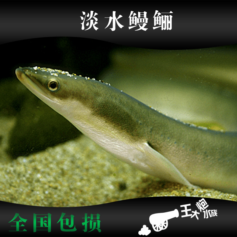 鳗鱼苗观赏鳗鱼宠物活体 苗淡水原生冷水鱼异宠包邮