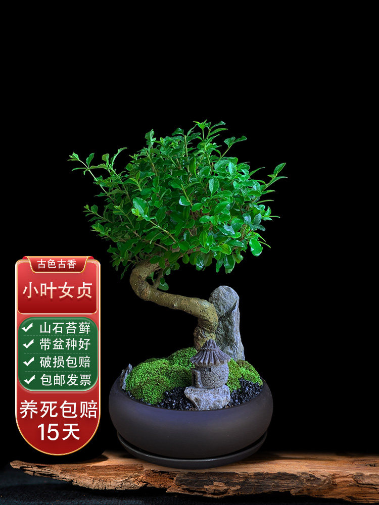 小叶女贞造型盆景室内绿植客厅庭院桌面观叶盆栽四季好养阳台植物