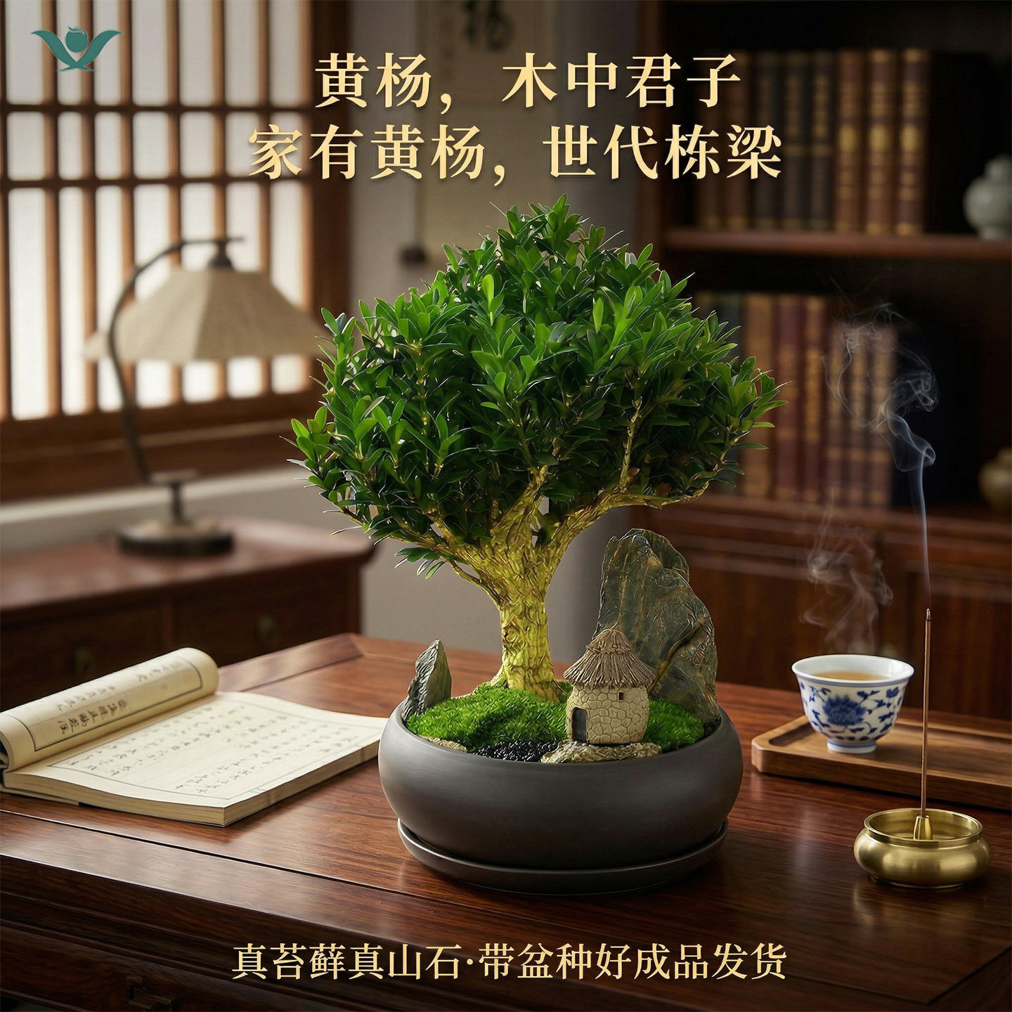 木中君子雀舌黄杨盆景微景观书房客厅禅意绿植招财镇宅小叶黄杨树