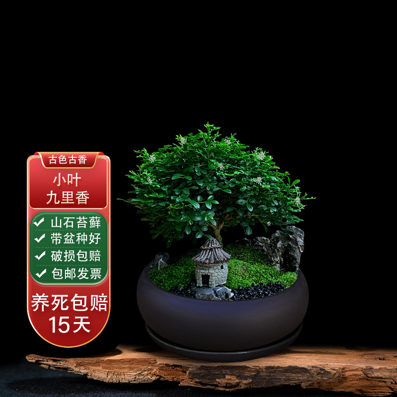 达摩小叶九里香盆景桌面禅意盆栽茶桌微景观盆景室内好养易活绿植
