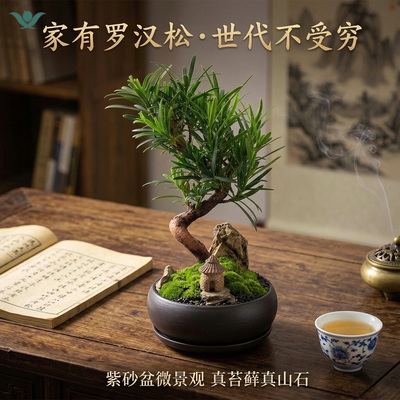 罗汉松老桩禅意盆景净化空气
