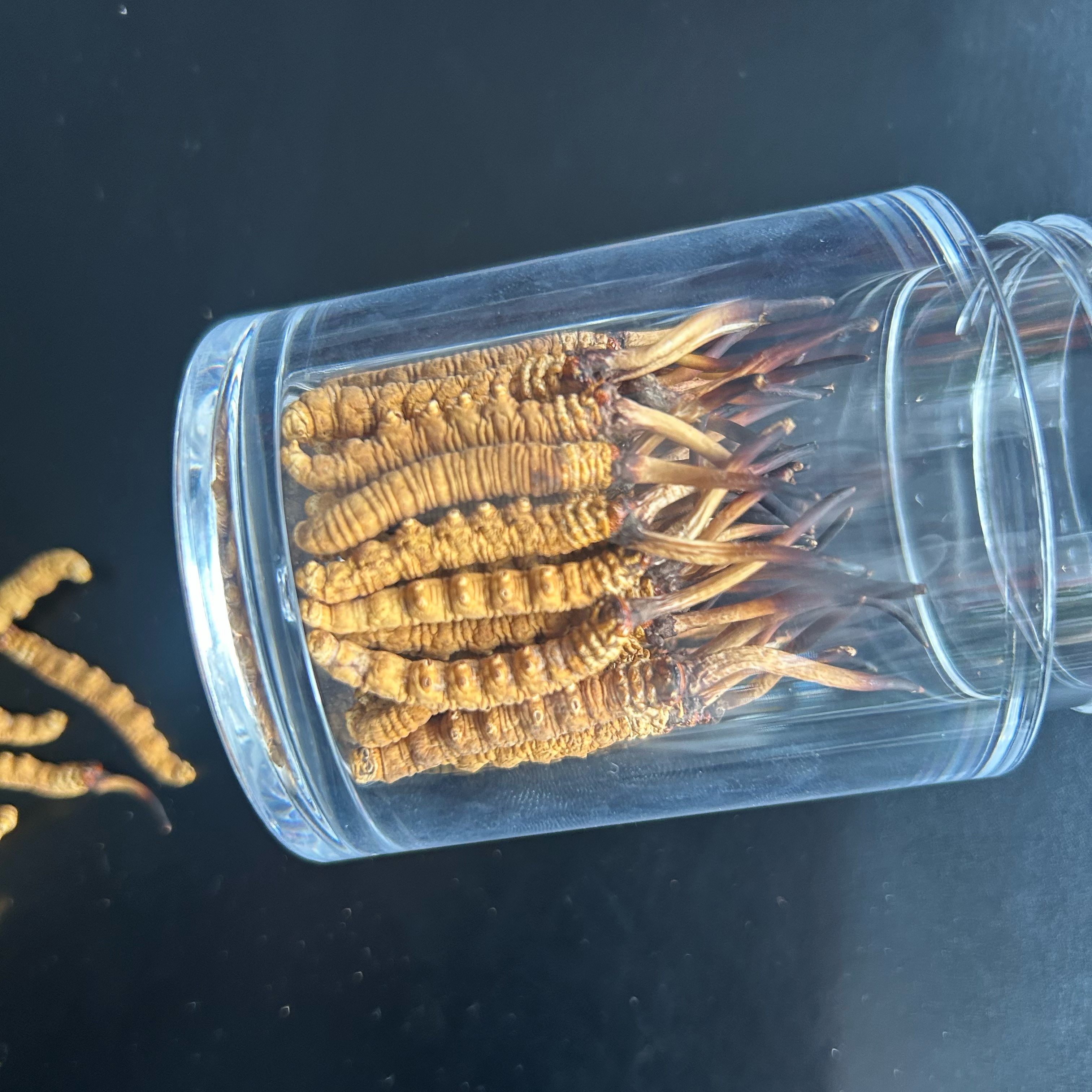 西藏那曲巴青县野生高海拔精品精选小黄芽黄牙冬虫夏草正品礼盒装