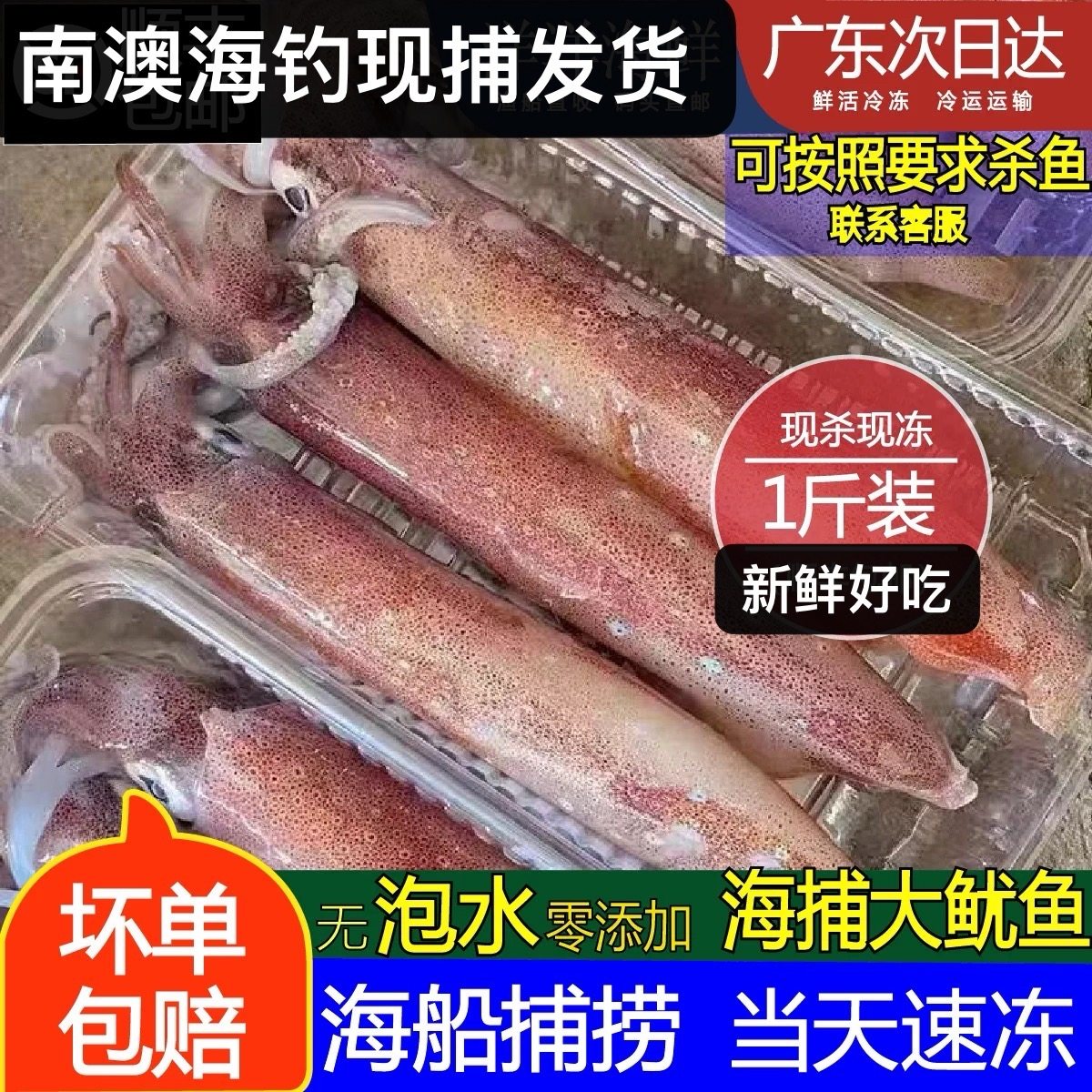 广东特产新鲜海钓鱿鱼大管冰鲜冷冻鱿鱼新鲜脆筒鱿鱼厚肉爽脆