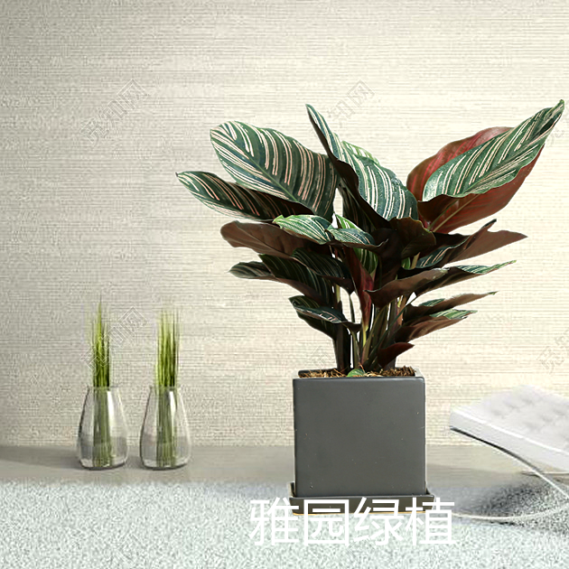 雅园绿植【双线竹芋】桌面盆栽小绿植济南满120元免费送货