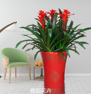 济南雅园花卉绿植济南市内免费送货【鸿运当头】中型盆栽花卉绿植