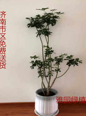 造型网红室内大型绿植