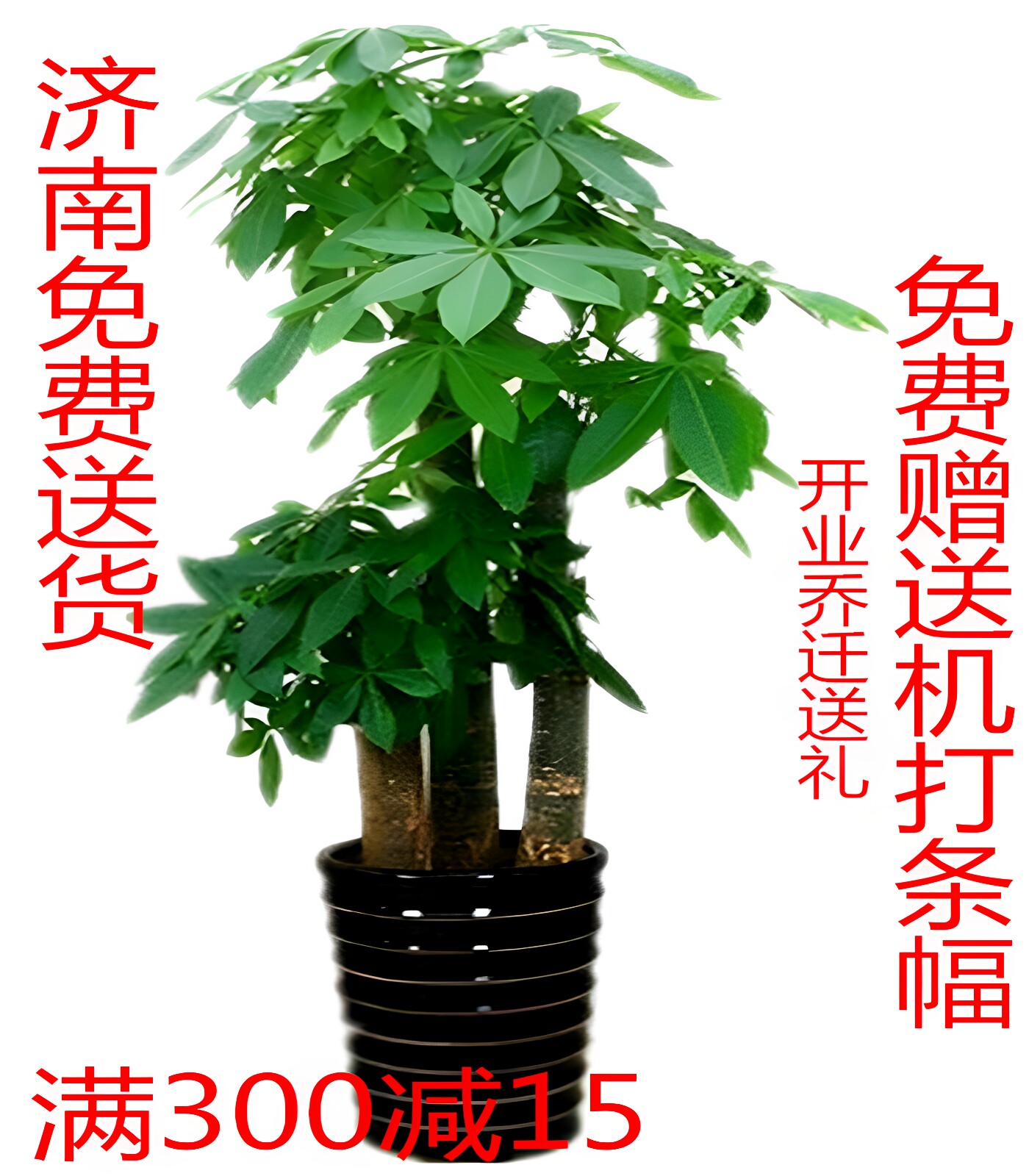 雅园绿植【步步高发财树】开业乔迁送礼大型盆栽植物济南免费送货