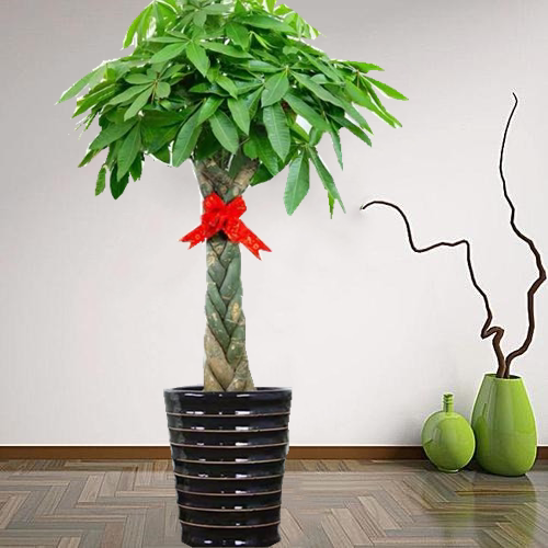 雅园绿植 辫子发财树 开业乔迁送礼大型盆栽植物济南免费送货