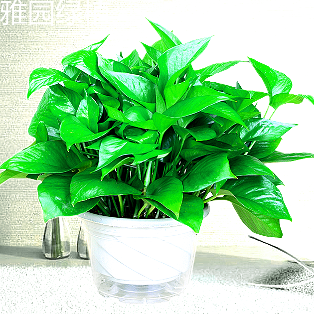 绿萝济南同城净化空气办公